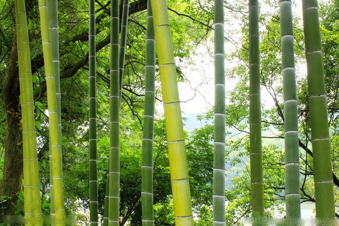 竹子加工設(shè)備 竹子加工設(shè)備