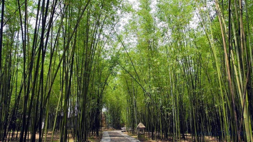 萬(wàn)畝竹林 萬(wàn)畝竹林